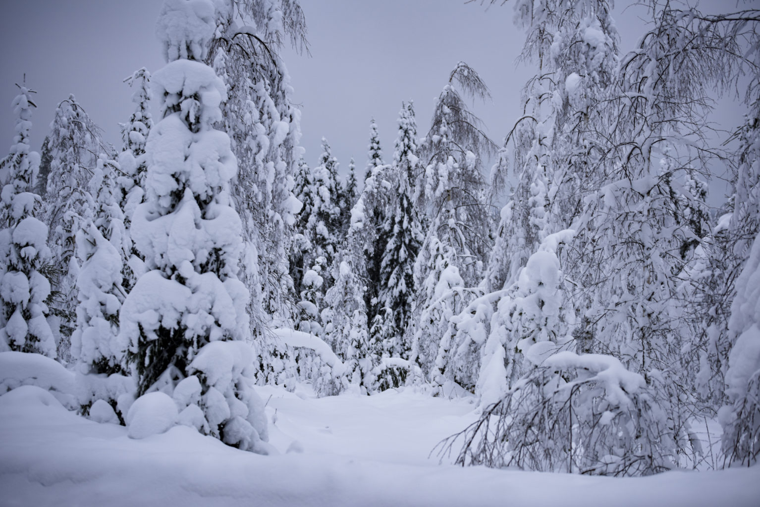 Valokuvaaja: Maija Savolainen Valokuvaaja: Maija Savolainen