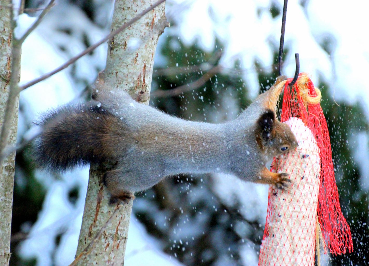 Valokuvaaja: Irja Lehtinen