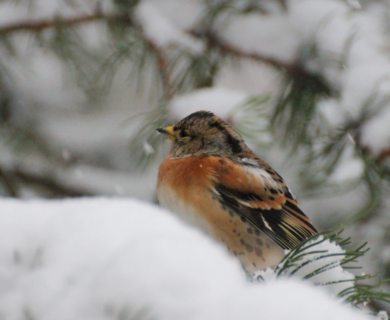 Valokuvaaja: Irja Lehtinen