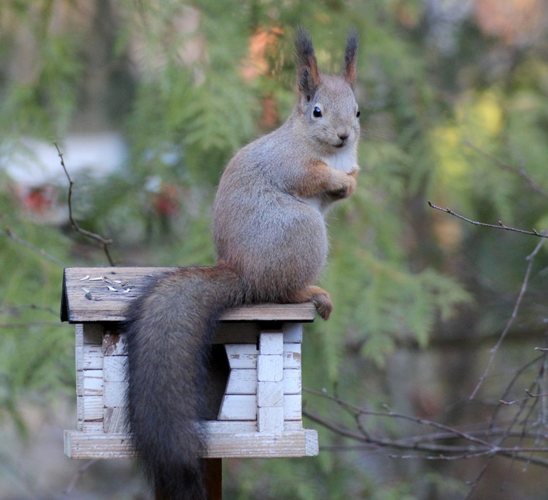 Valokuvaaja: Irja lehtinen