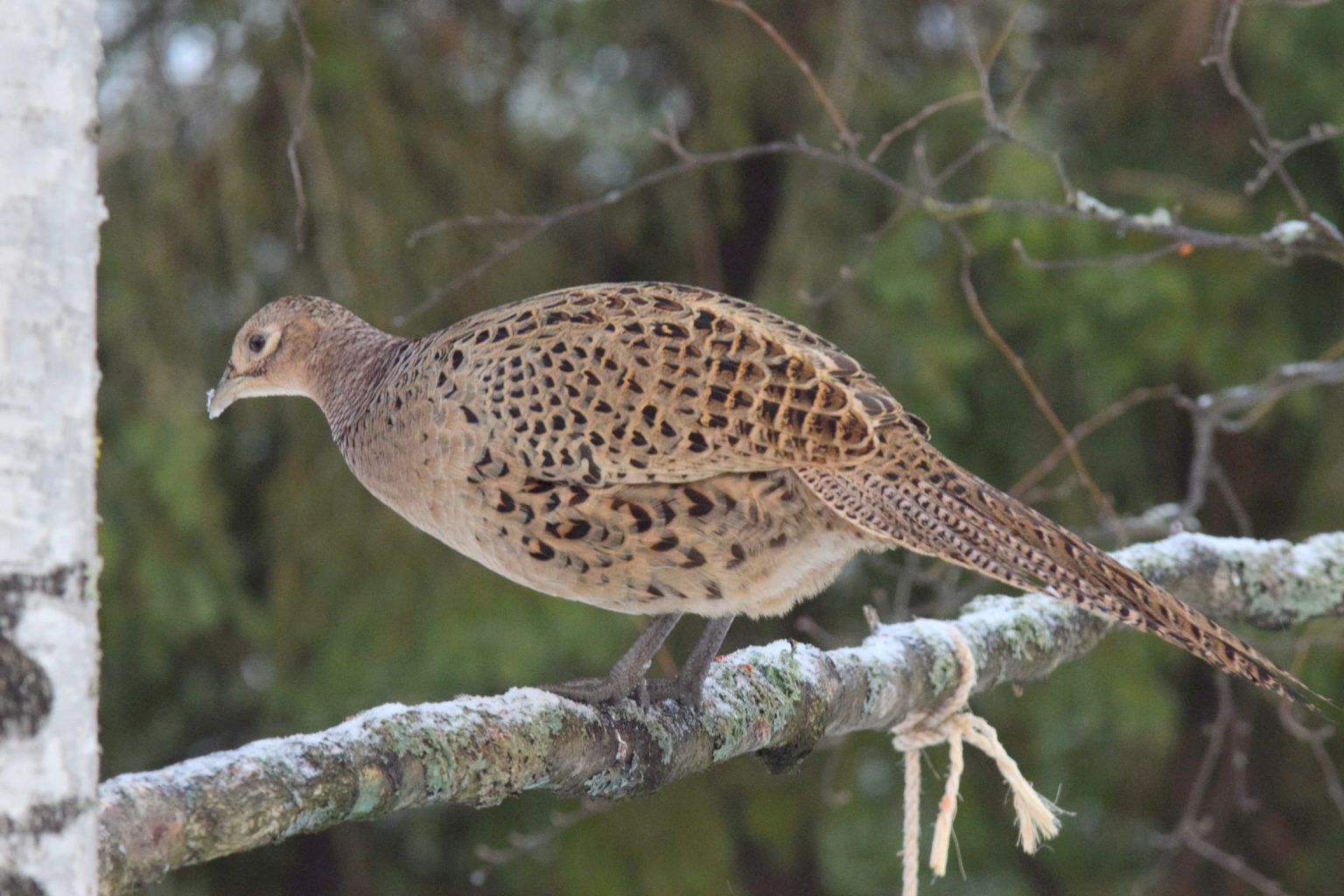 Valokuvaaja: Kalle Asikainen