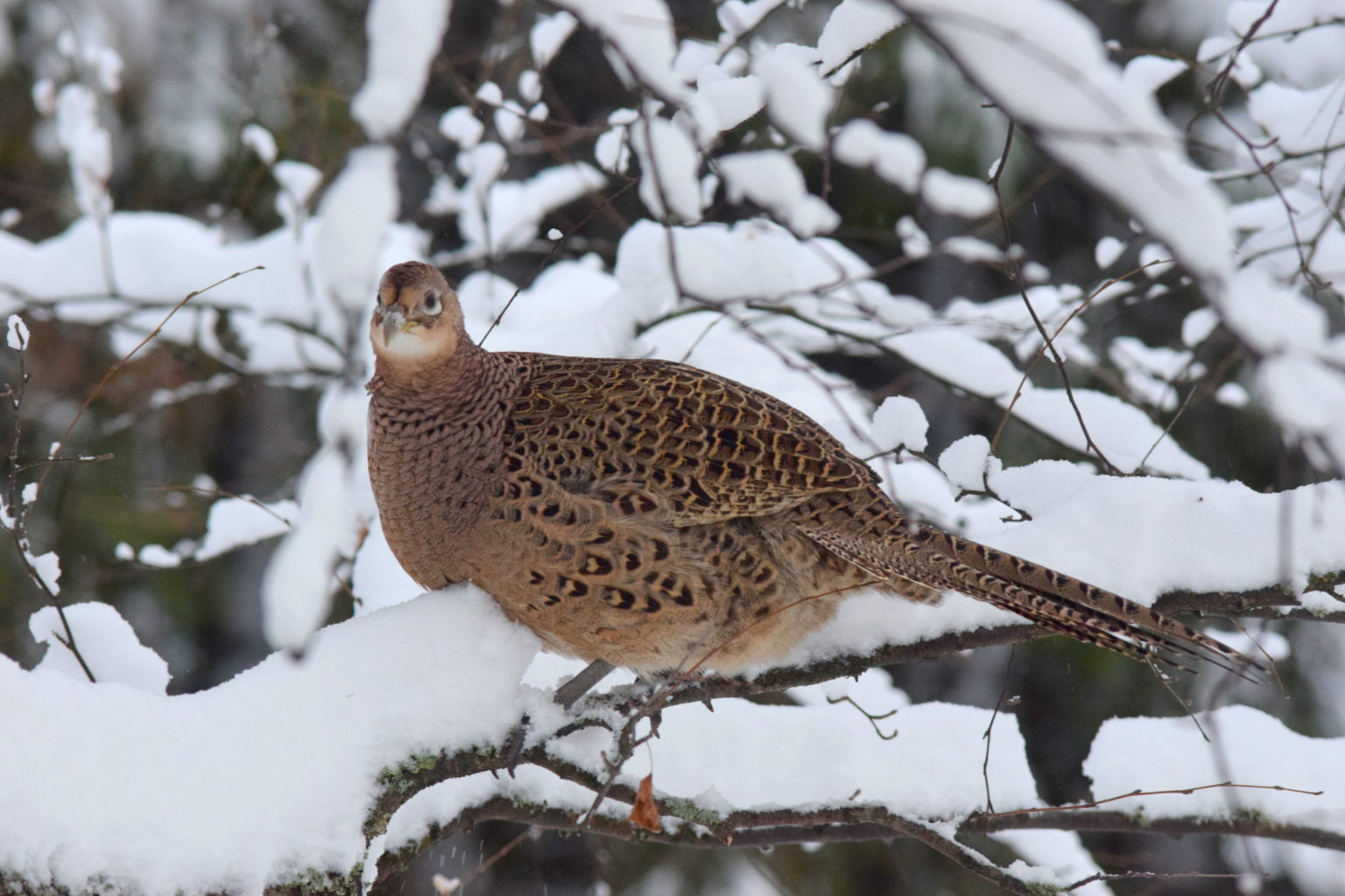 Valokuvaaja: Kalle Asikainen
