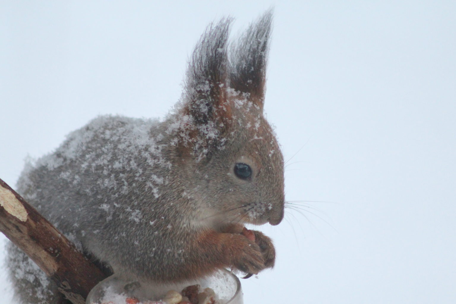 Valokuvaaja: Kalle Asikainen
