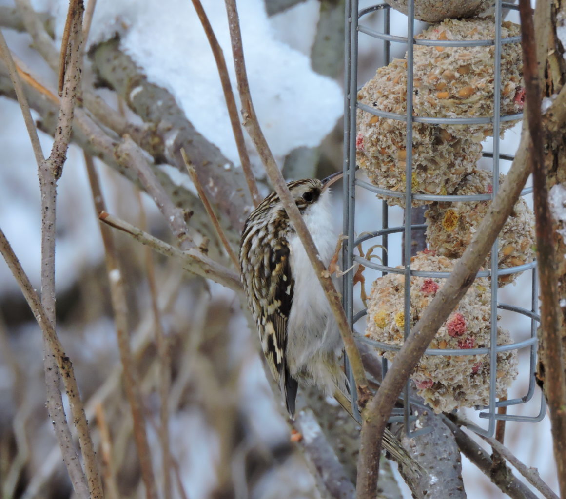 Valokuvaaja: Mervi Kaasalainen