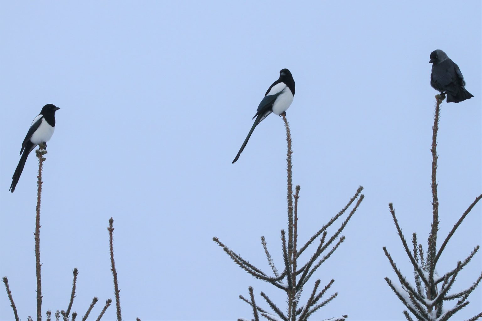 Valokuvaaja: Päivi Punta