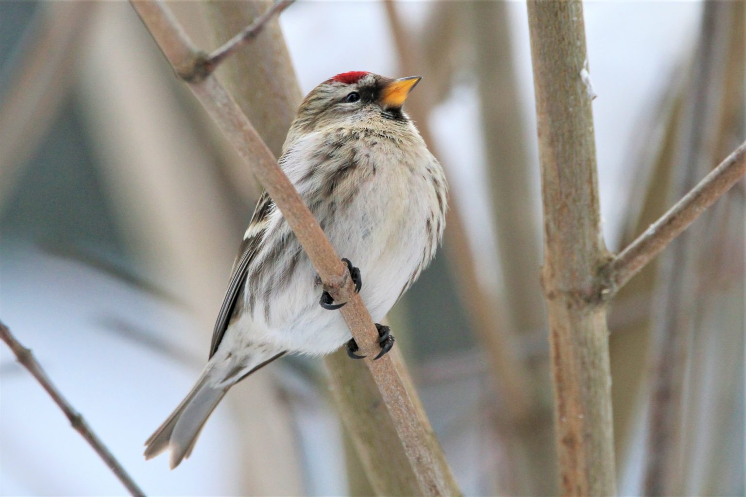 Valokuvaaja: Päivi Punta