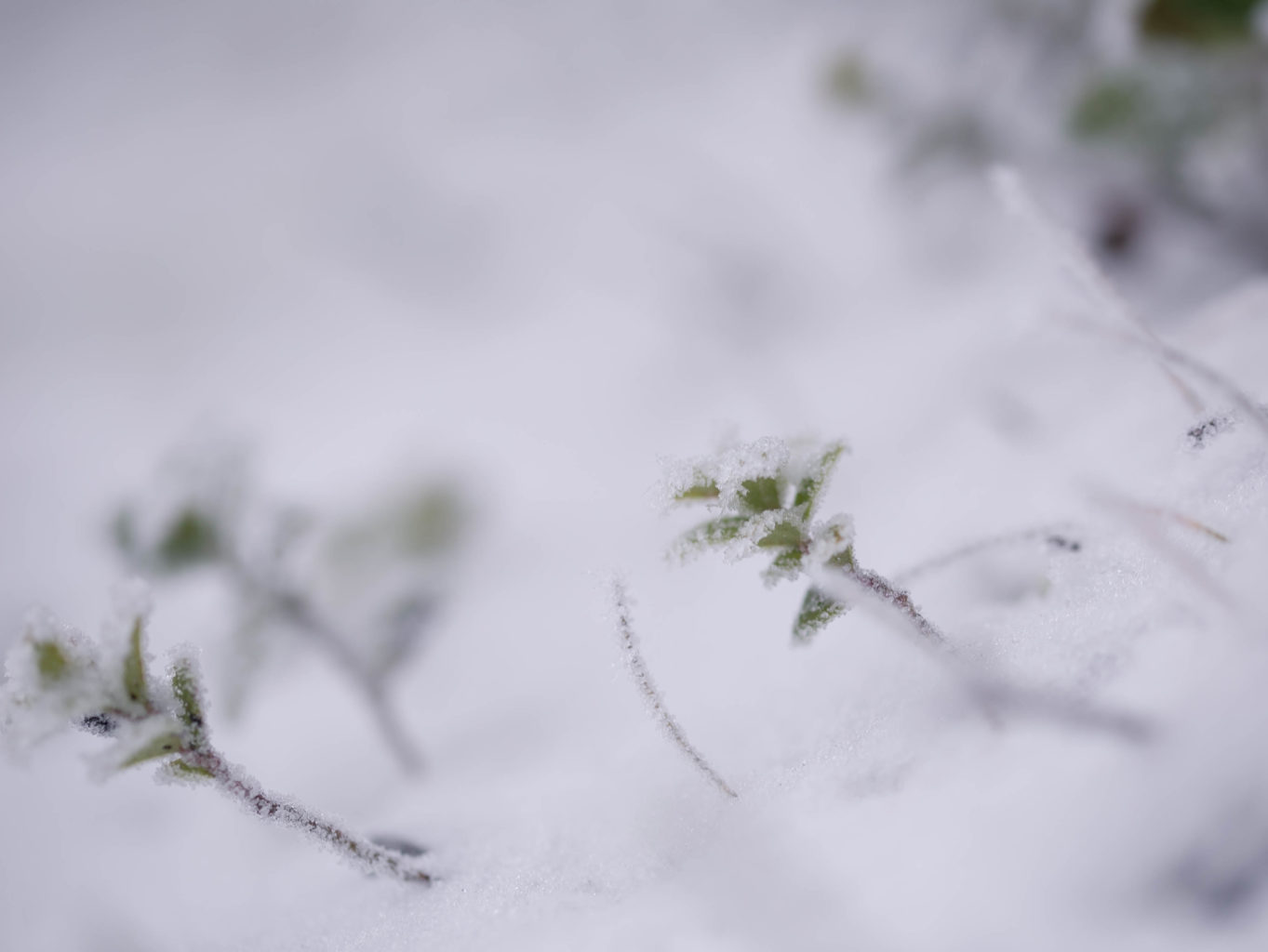 Valokuvaaja: Anne Patana