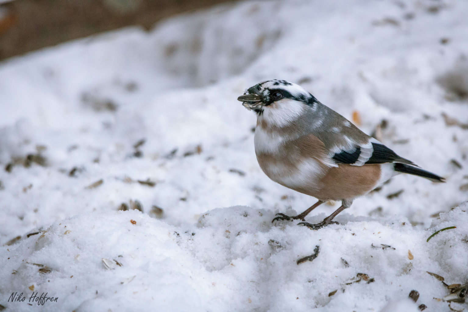 Valokuvaaja: Niko Hoffren