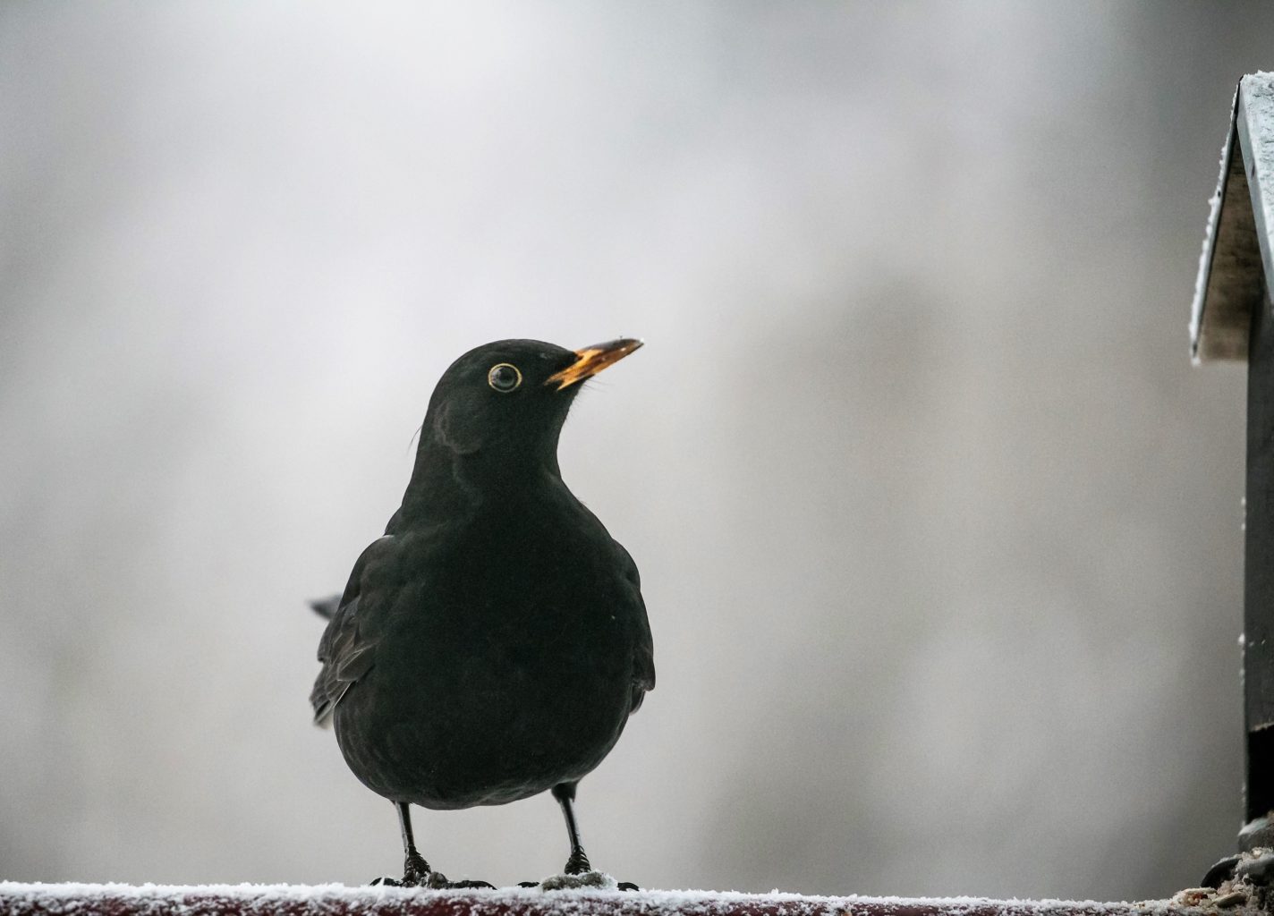 Valokuvaaja: Anne Patana Valokuvaaja: Anne Patana