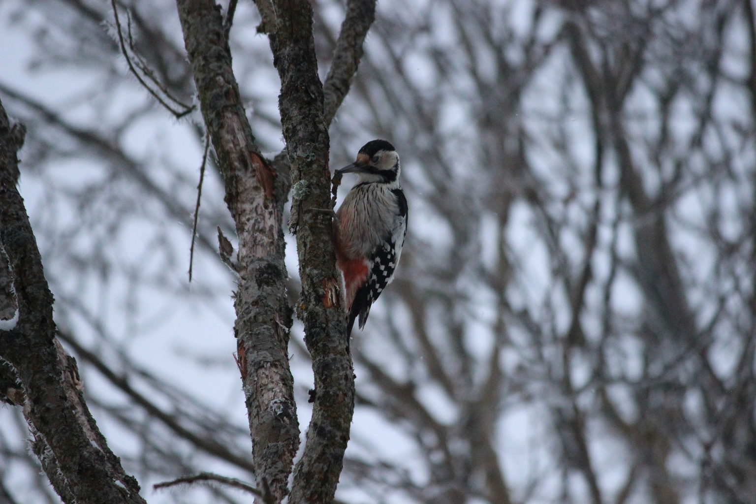 Valokuvaaja: Aila Paija