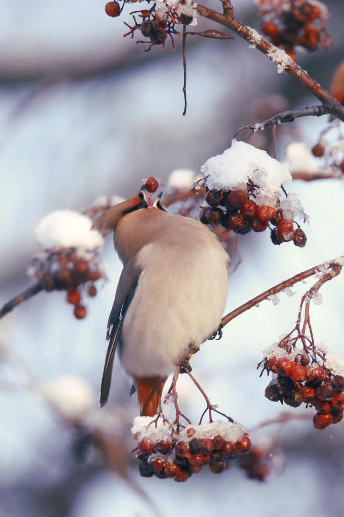 Valokuvaaja: Anne Moilanen