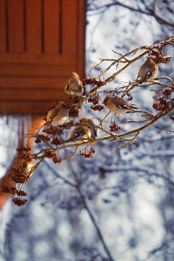 Valokuvaaja: Anne Moilanen