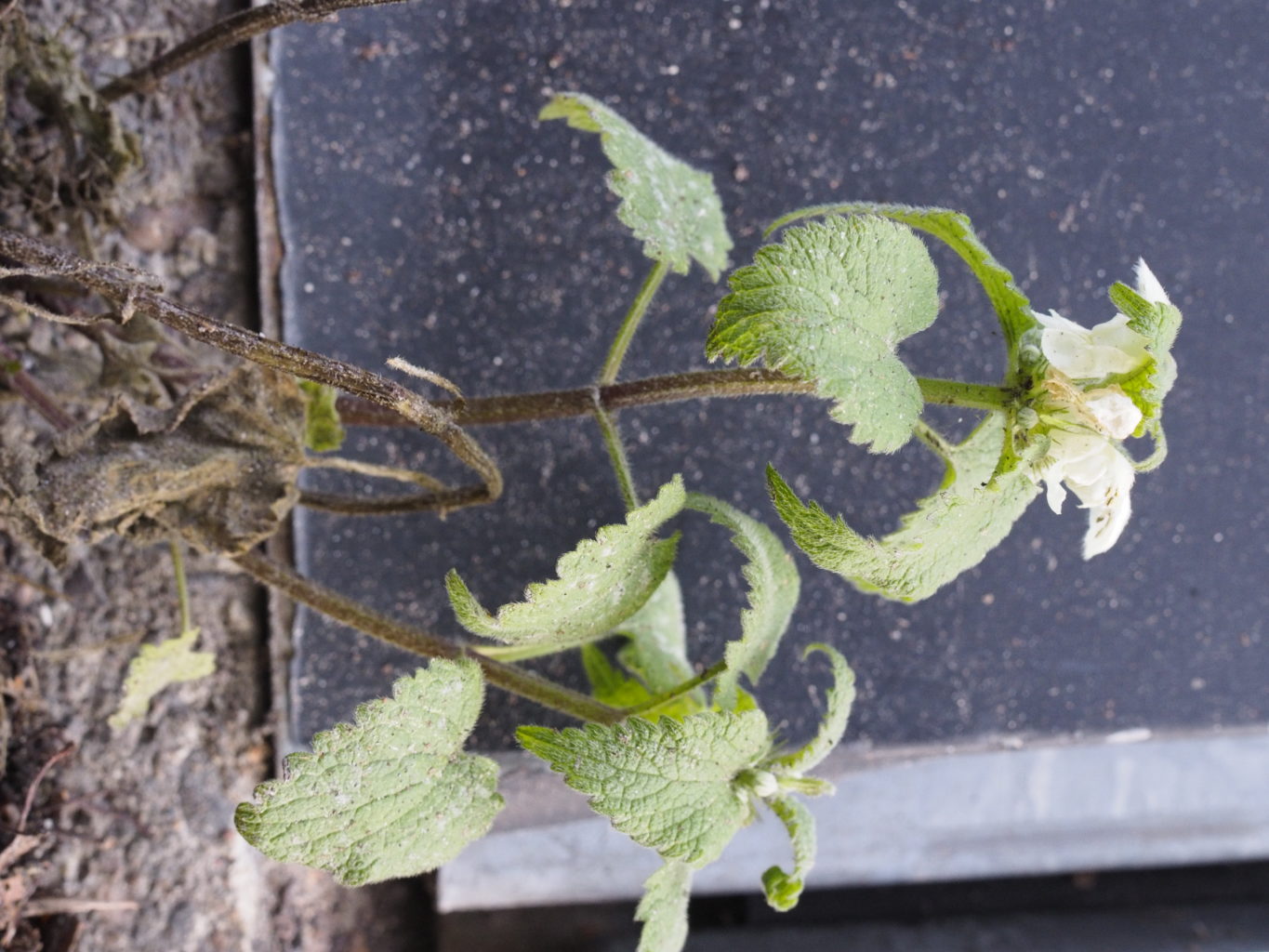 Valokuvaaja: Tapani Kuusisto