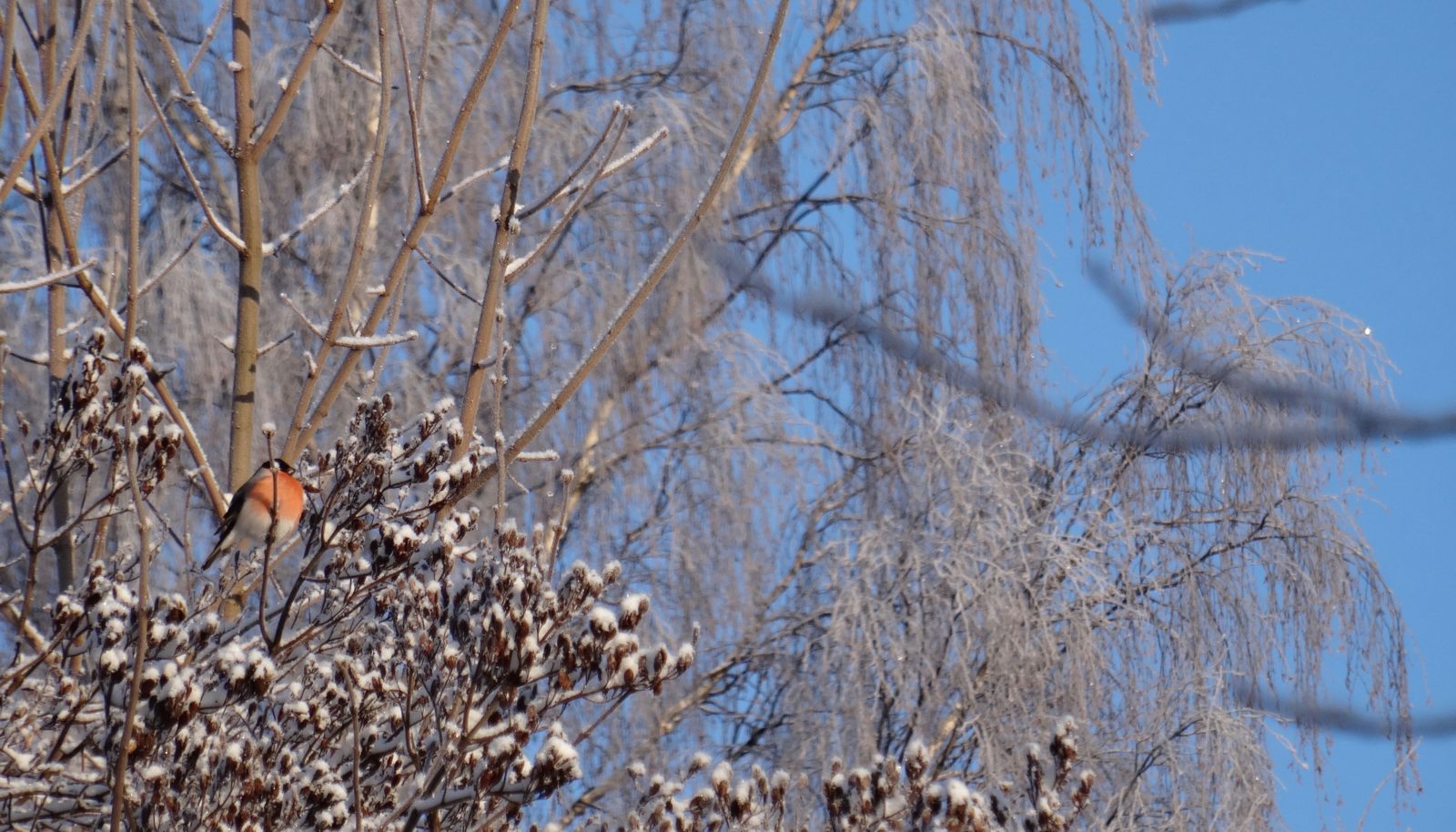 Valokuvaaja: Liisa Niiva-Korpela