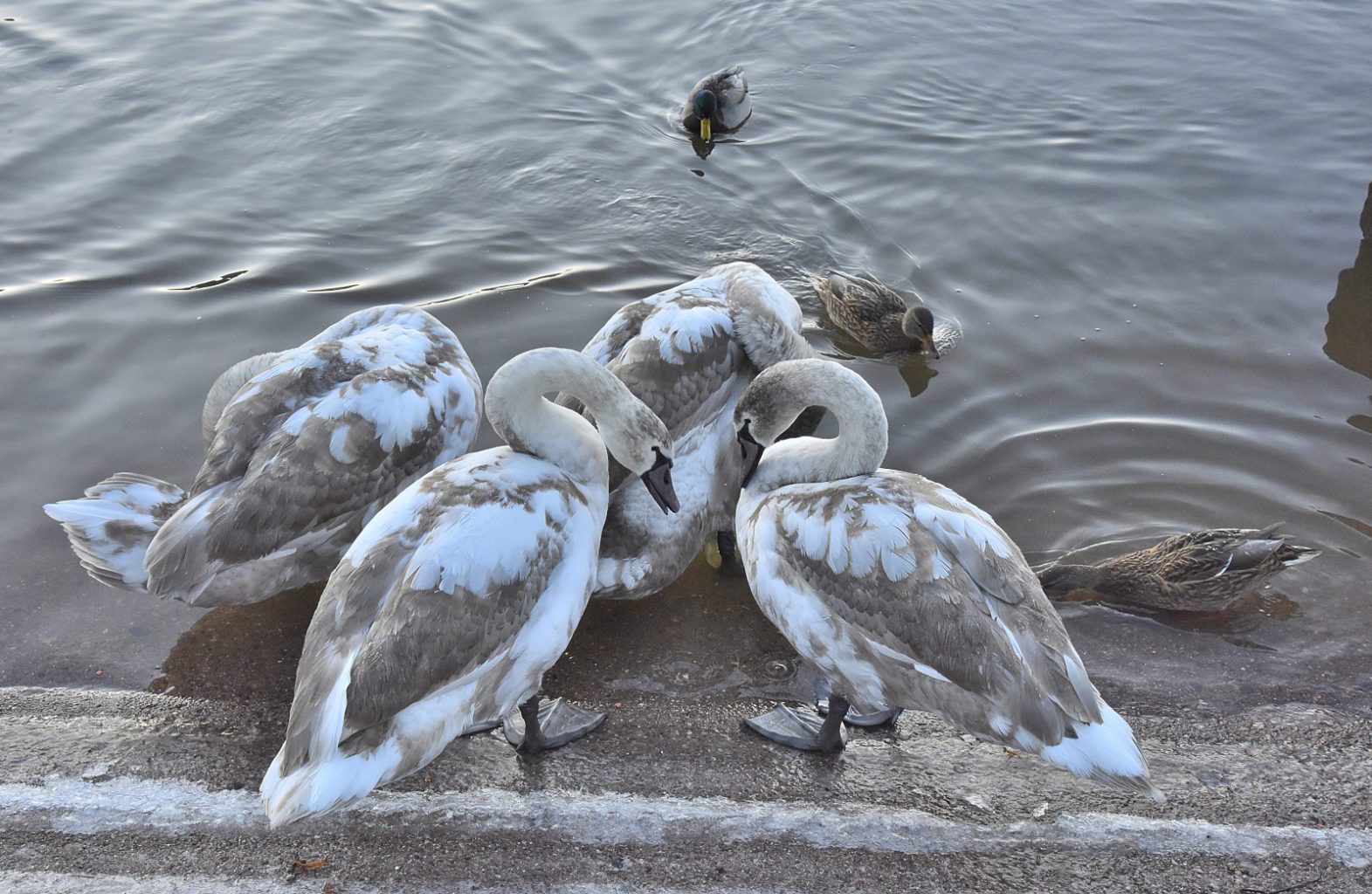 Valokuvaaja: Reijo Juurinen