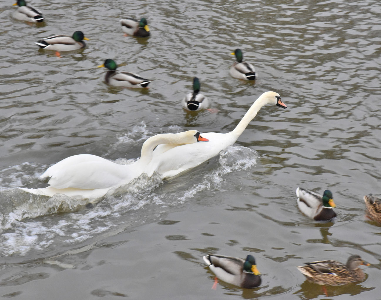 Valokuvaaja: Reijo Juurinen