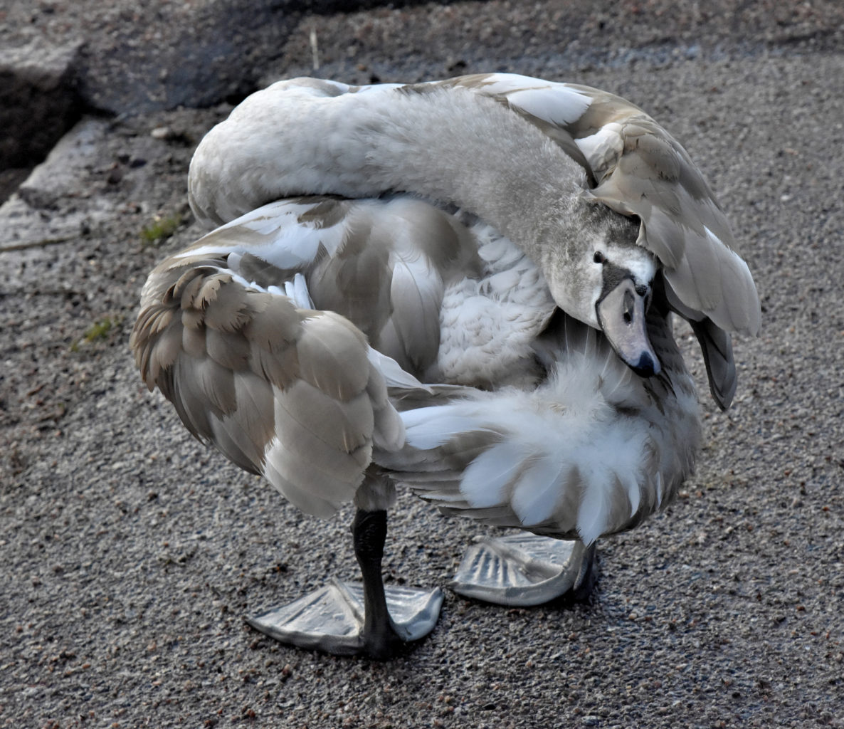 Valokuvaaja: Reijo Juurinen