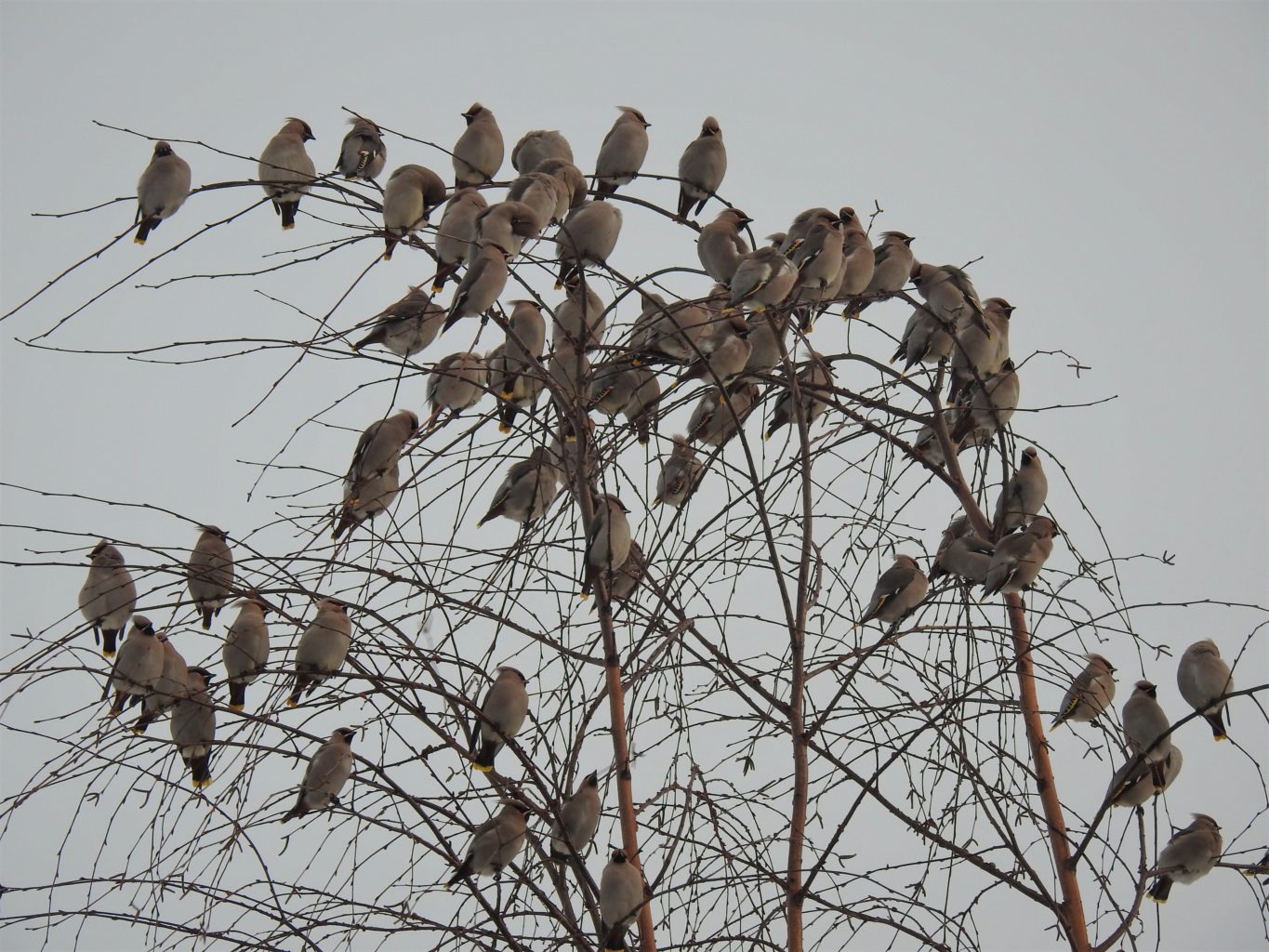 Valokuvaaja: Maarit Siitonen