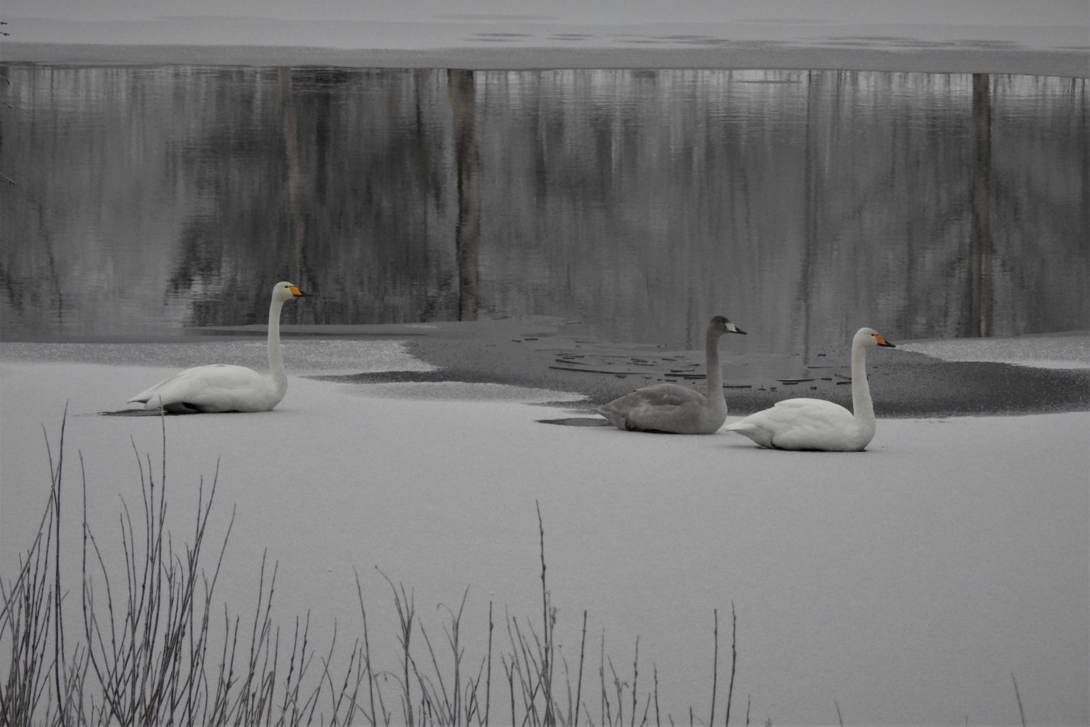 Valokuvaaja: Maarit Siitonen