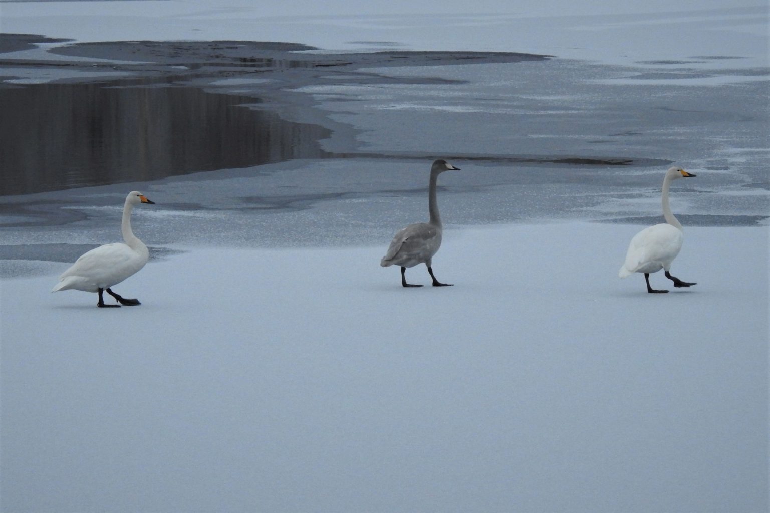 Valokuvaaja: Maarit Siitonen