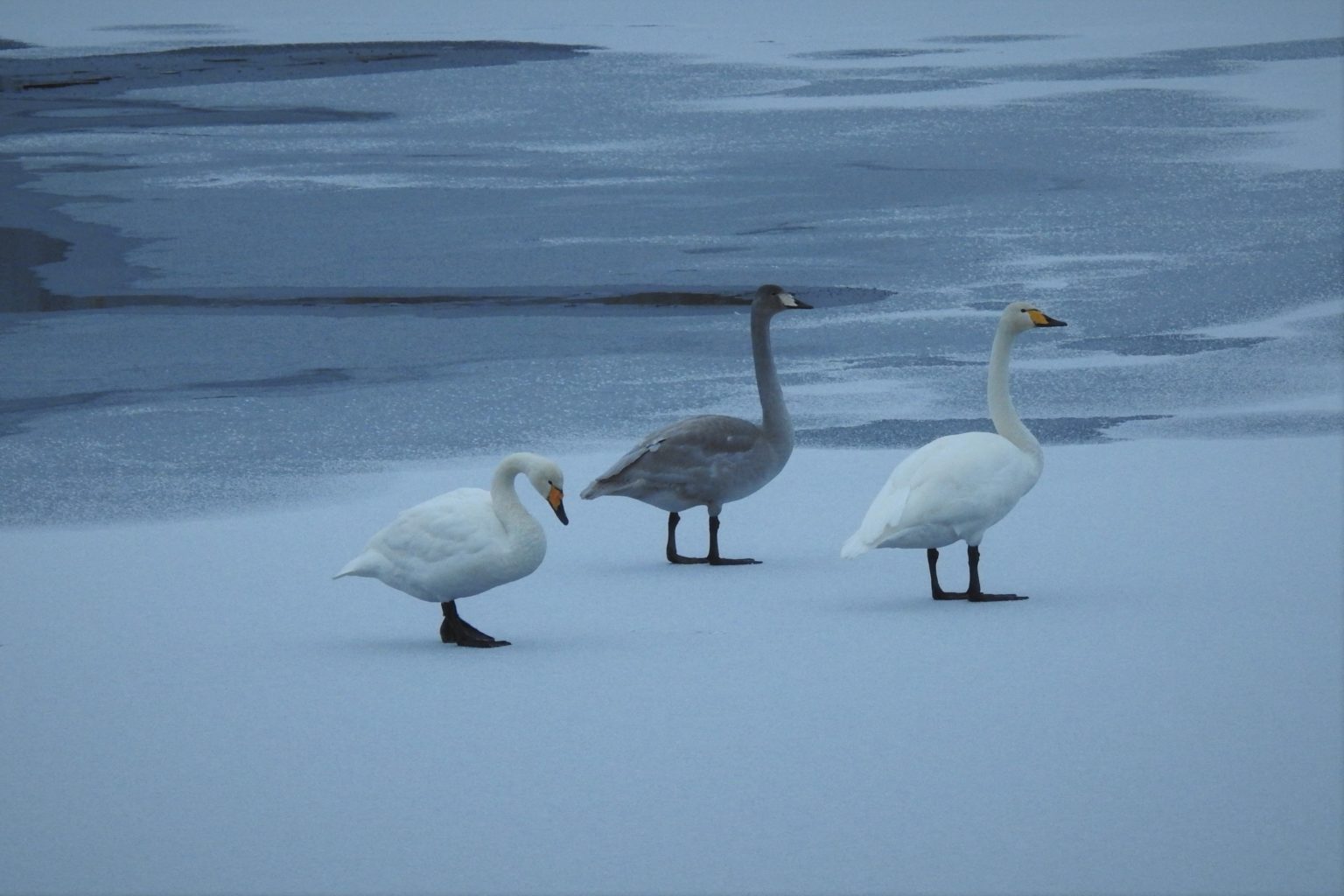 Valokuvaaja: Maarit Siitonen