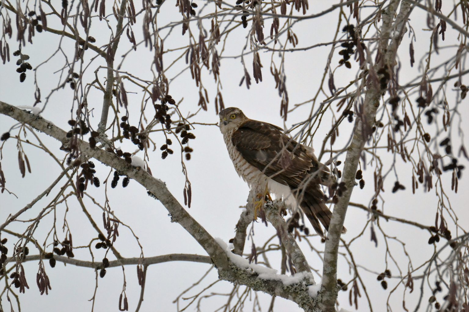 Valokuvaaja: satu välimaa