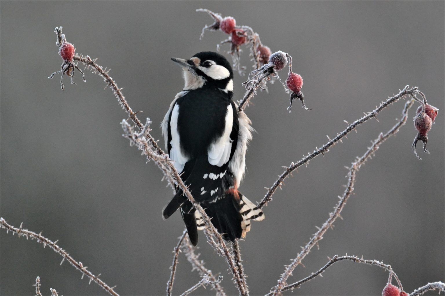 Valokuvaaja: Satu Välimaa