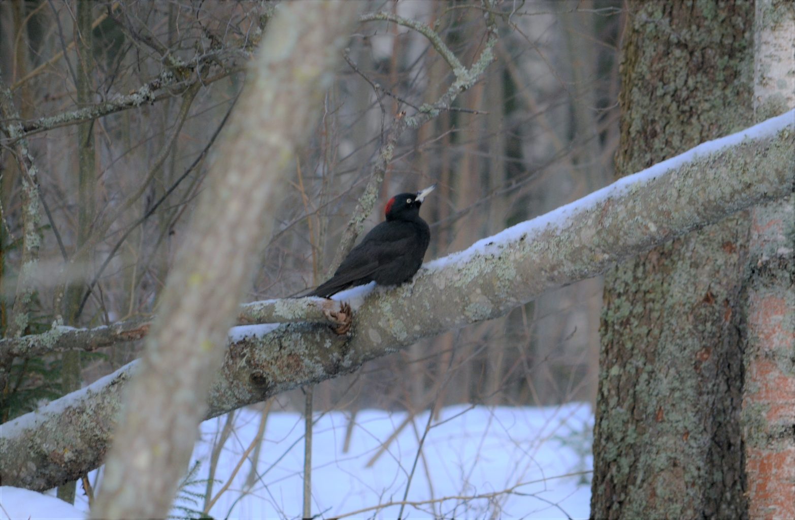 Valokuvaaja: satu välimaa
