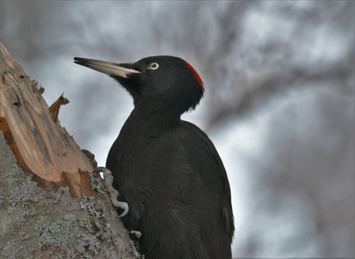 Valokuvaaja: satu välimaa