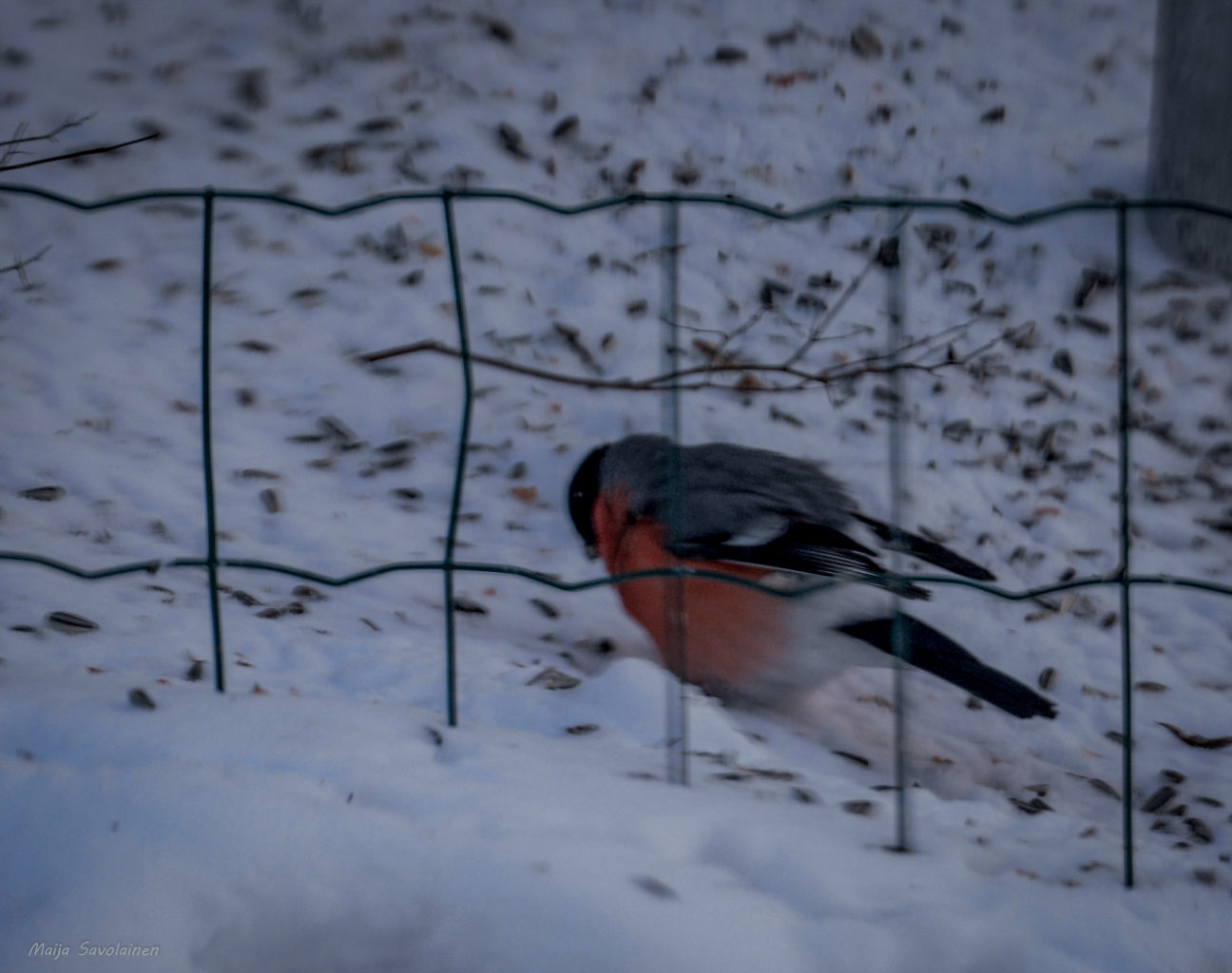 Valokuvaaja: Maija Savolainen