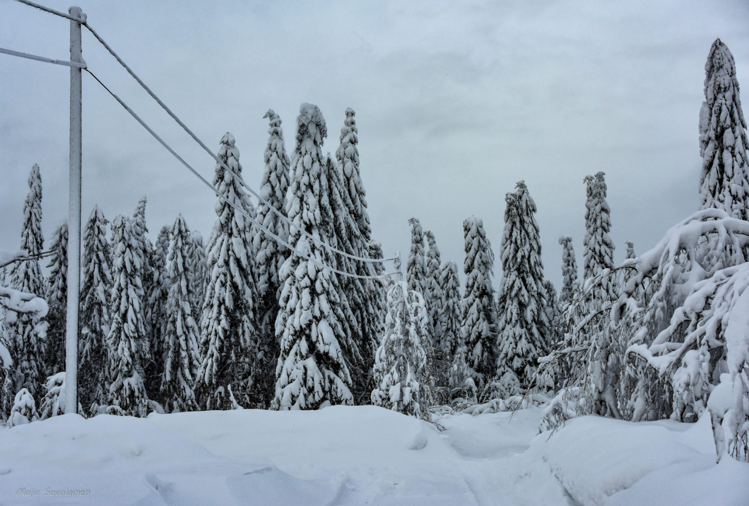 Valokuvaaja: Maija Savolainen Valokuvaaja: Maija Savolainen