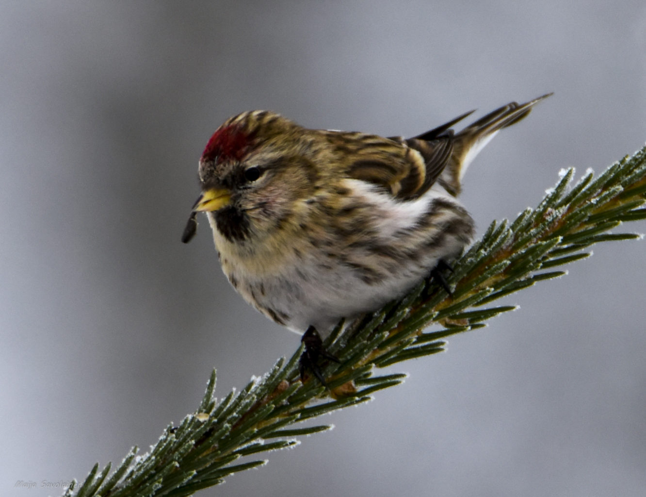 Valokuvaaja: Maija Savolainen