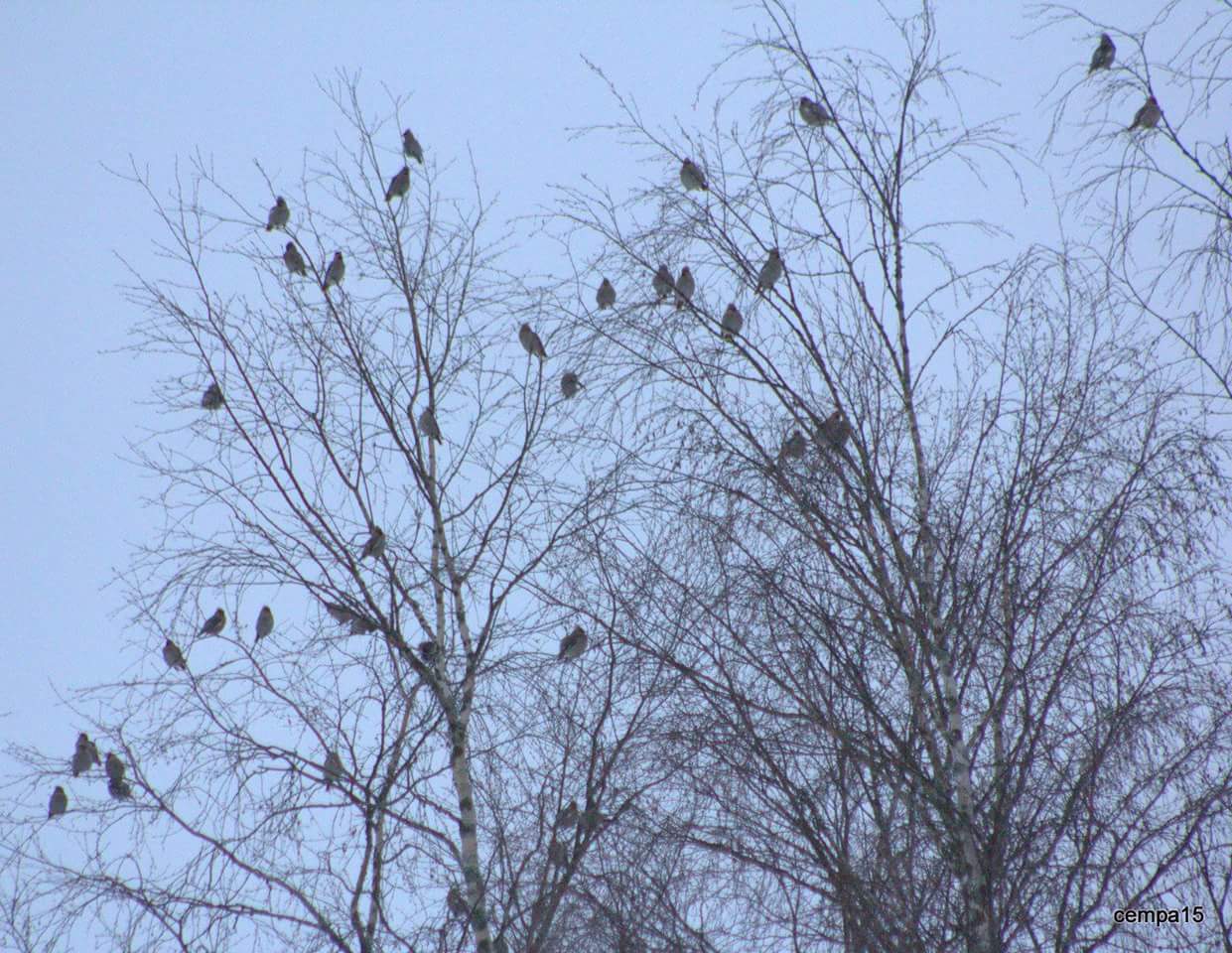 Valokuvaaja: Tapio Keinonen Valokuvaaja: Tapio Keinonen