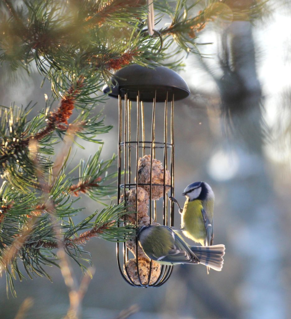 Valokuvaaja: Irja lehtinen Valokuvaaja: Irja lehtinen