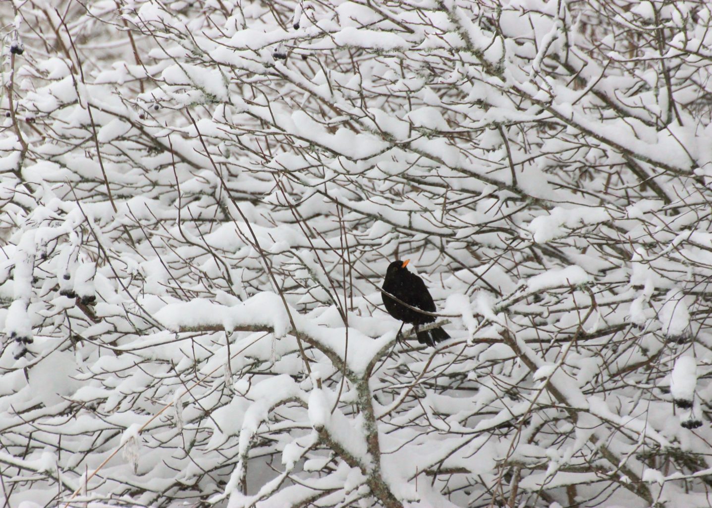 Valokuvaaja: Irja lehtinen