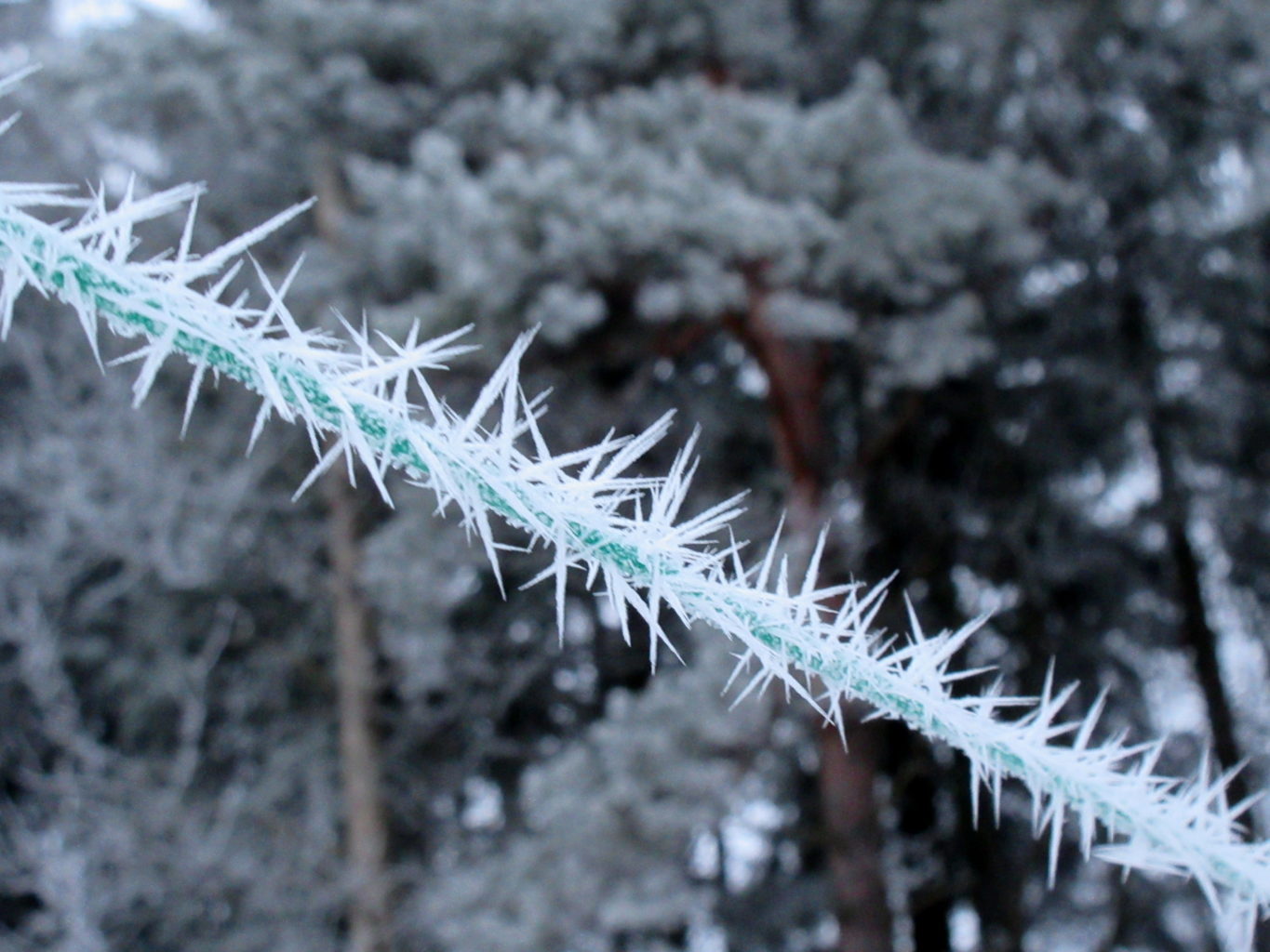 Valokuvaaja: Terttu Rantanen