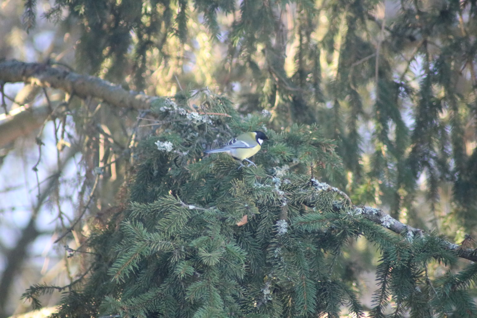 Valokuvaaja: Kauko Kvist