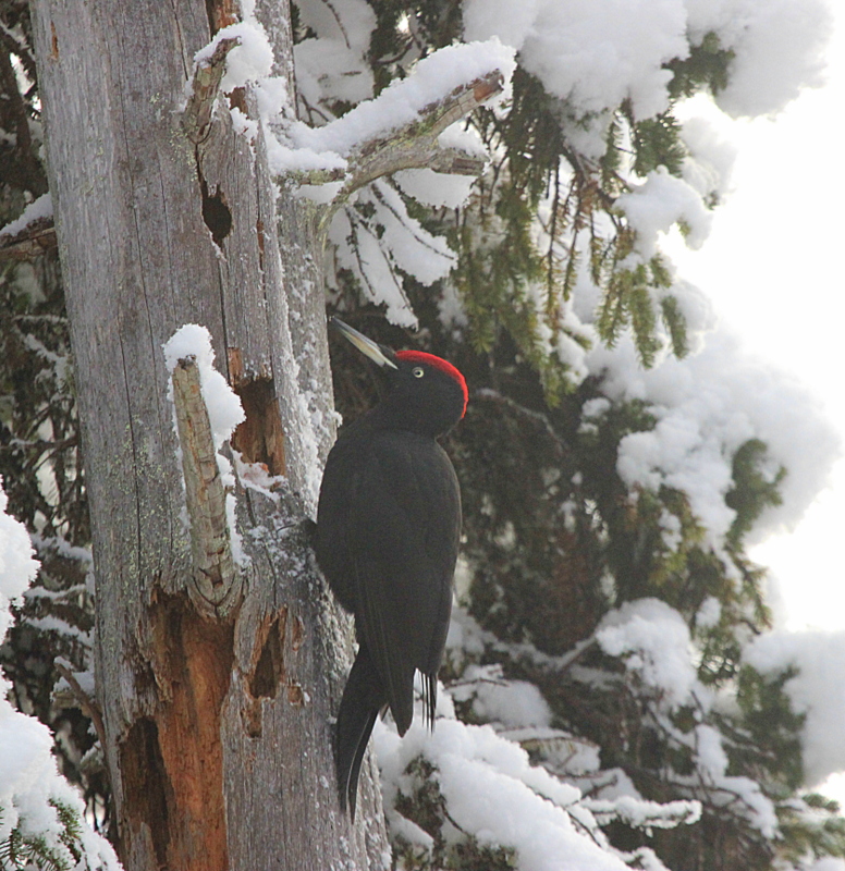Valokuvaaja: Raija Kokkola