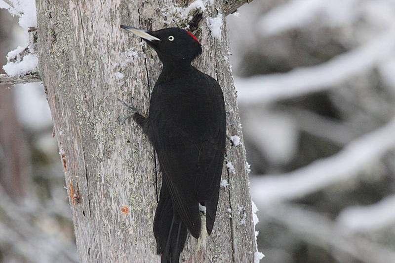 Valokuvaaja: Raija Kokkola