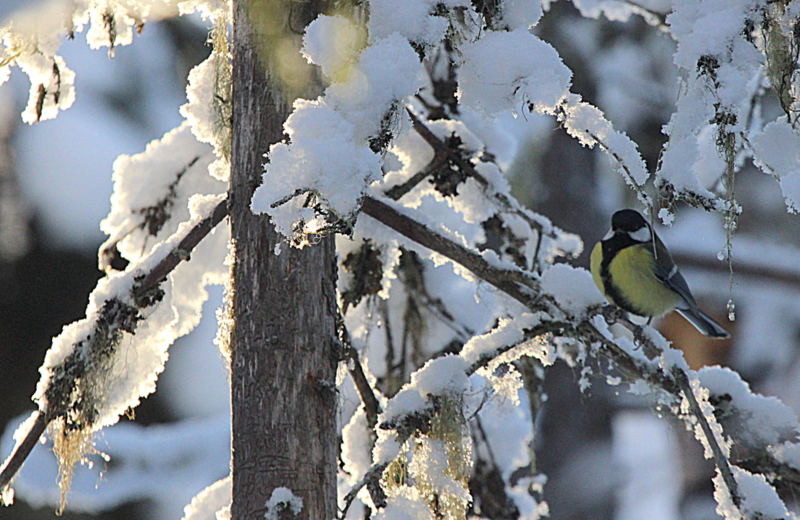 Valokuvaaja: Raija Kokkola