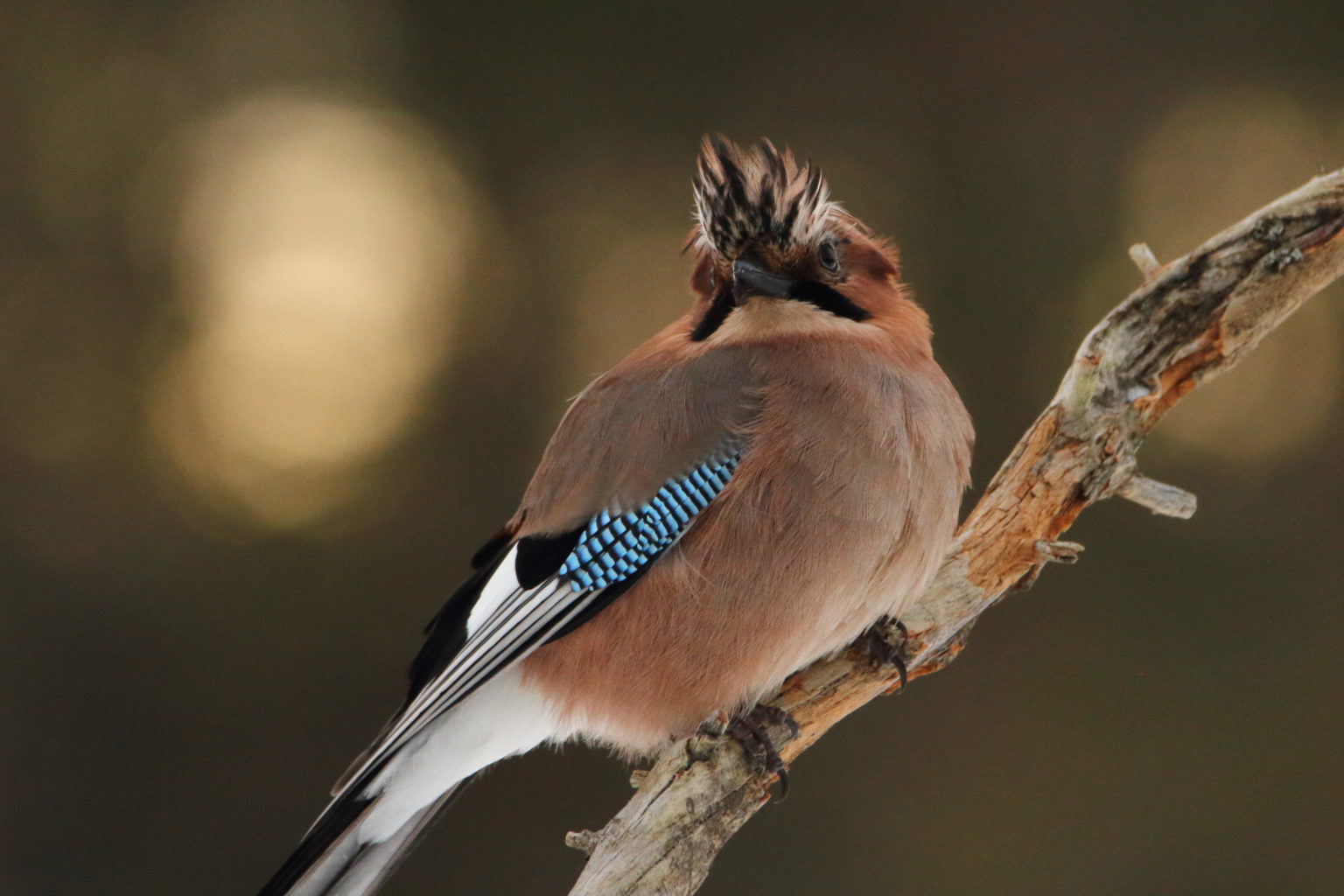 Valokuvaaja: Lasse Kokko