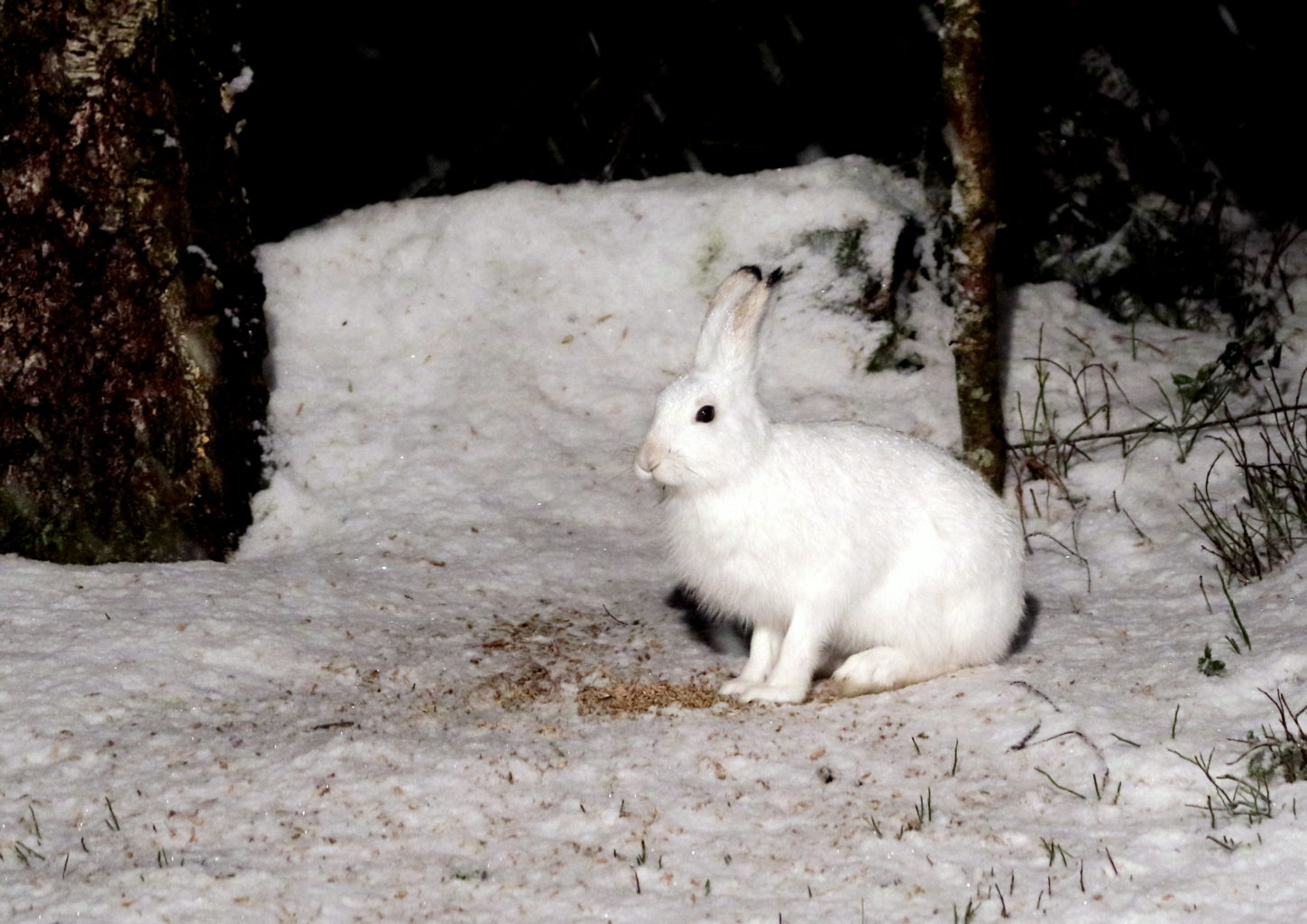 Valokuvaaja: hannu rasiranta