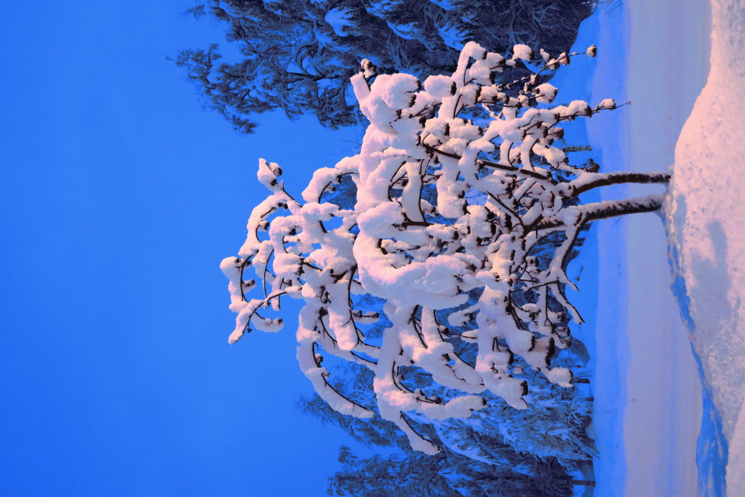 Valokuvaaja: Arto Alasuutari Valokuvaaja: Arto Alasuutari