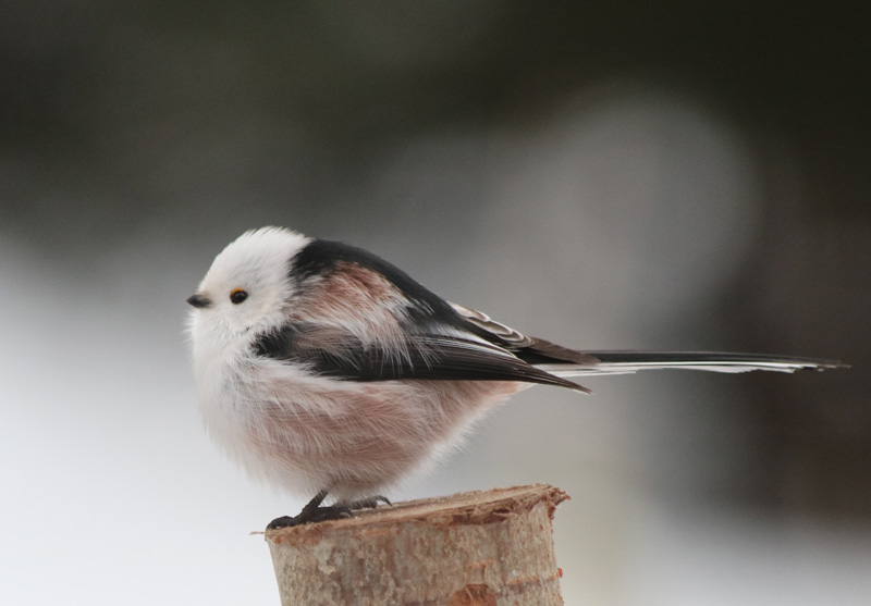 Valokuvaaja: hannu rasiranta