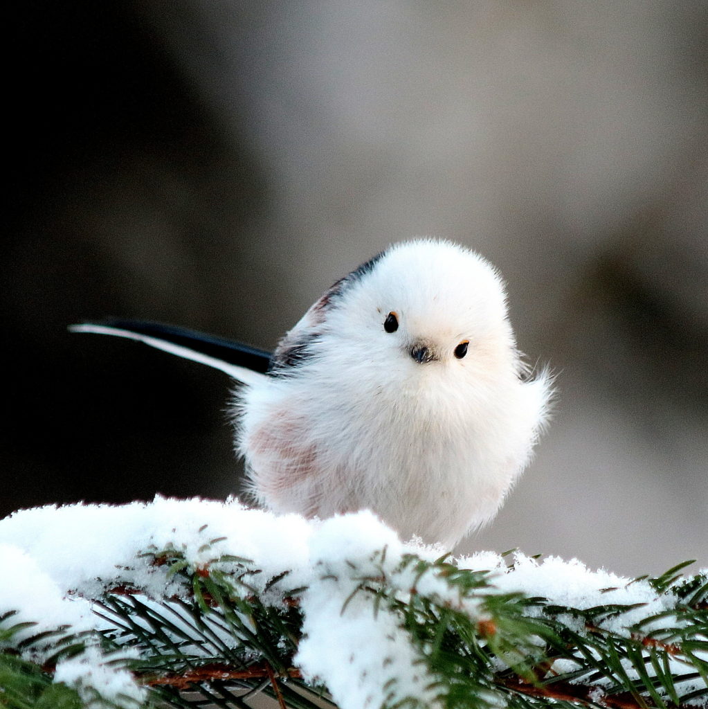 Valokuvaaja: hannu rasiranta