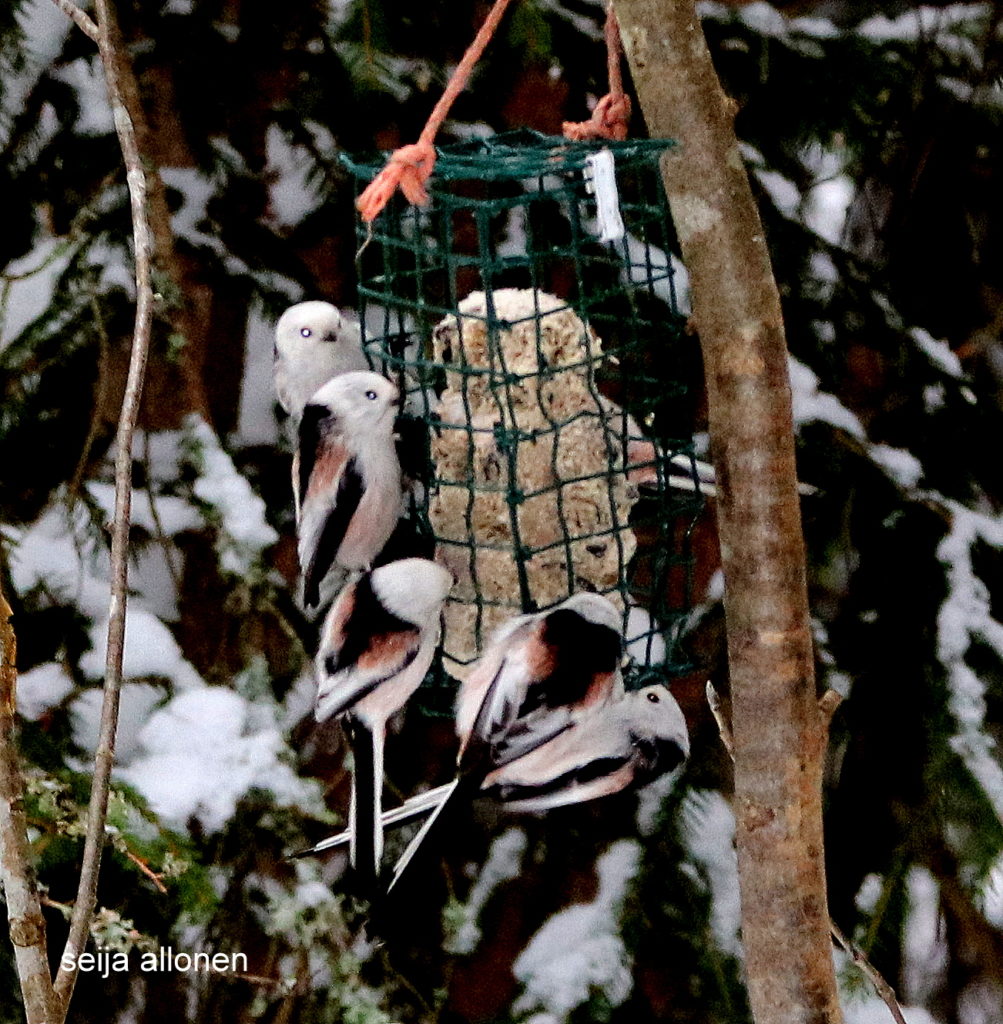 Valokuvaaja: Seija Allonen