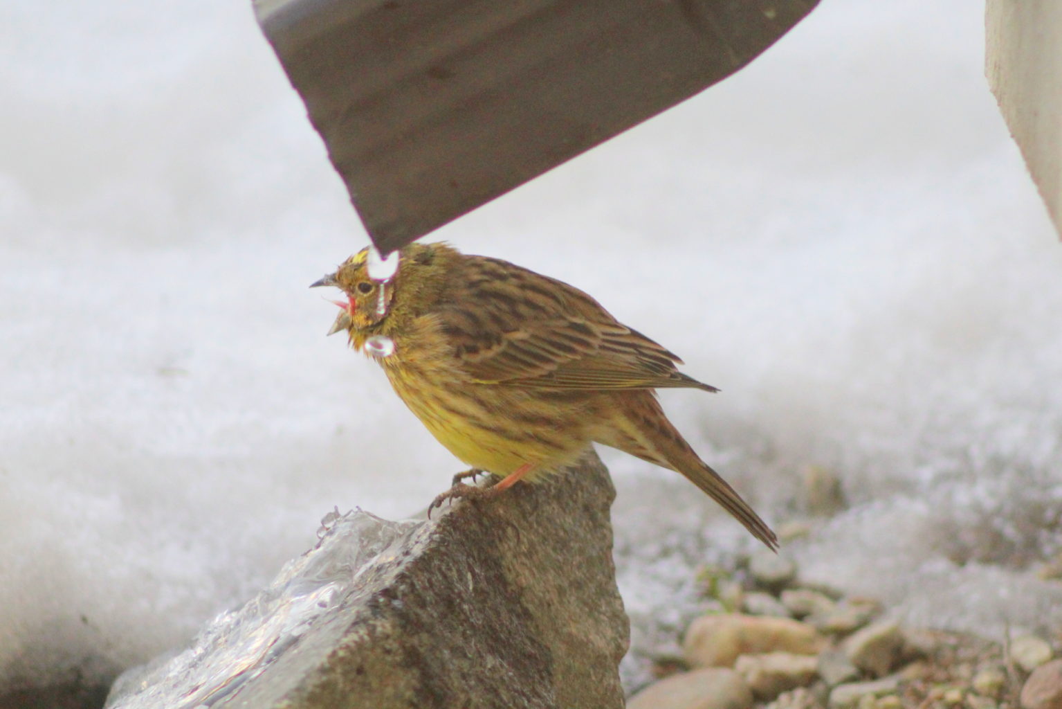 Valokuvaaja: Kaarlo Asikainen Valokuvaaja: Kaarlo Asikainen