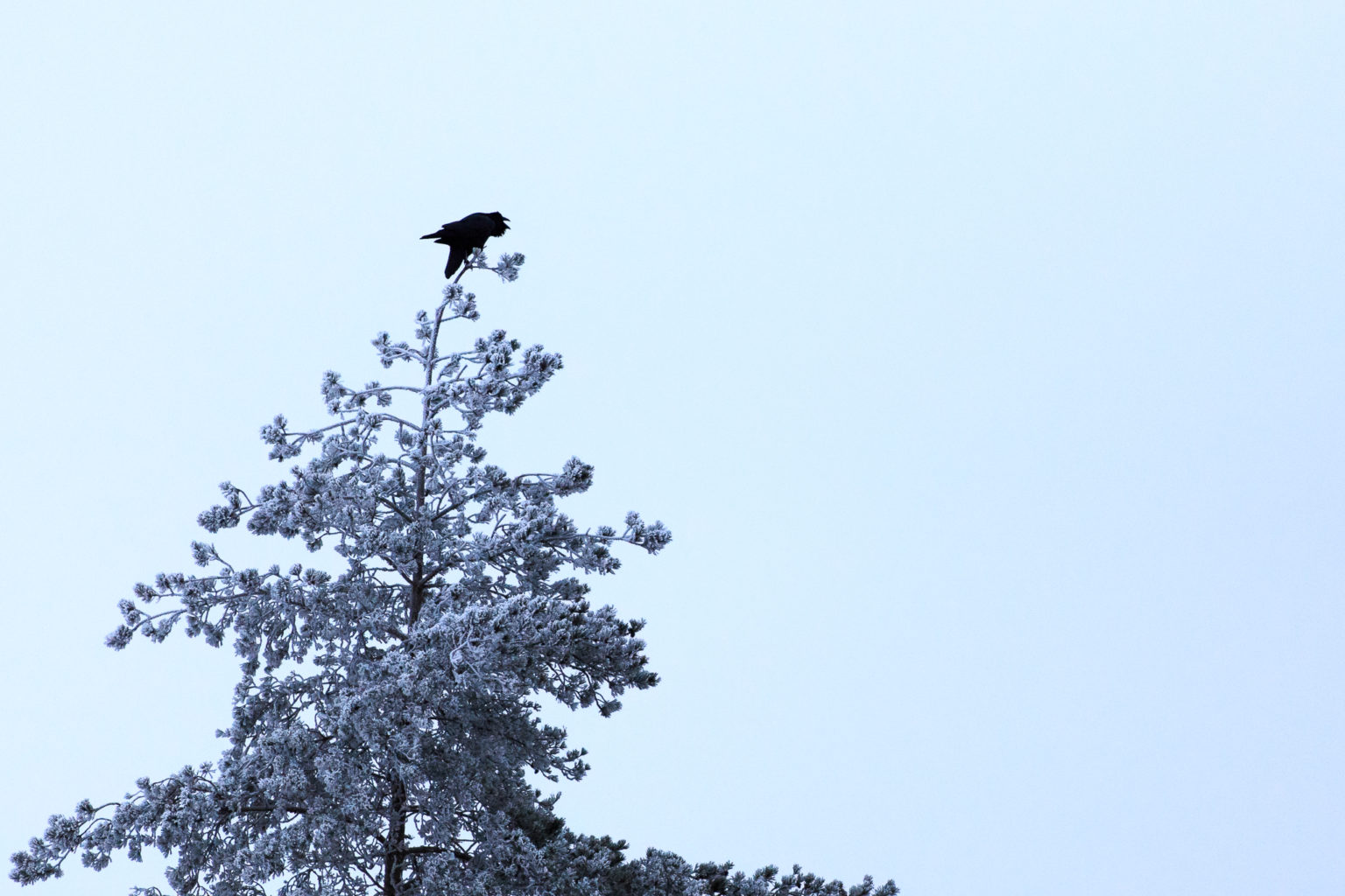 Valokuvaaja: Antti Toivanen