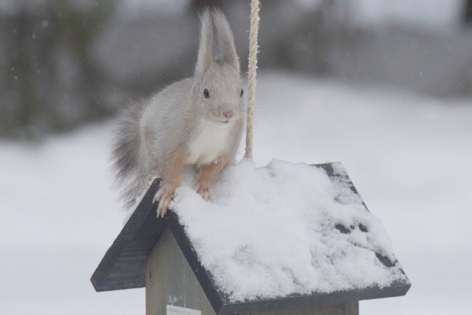 Valokuvaaja: Kalle Asikainen