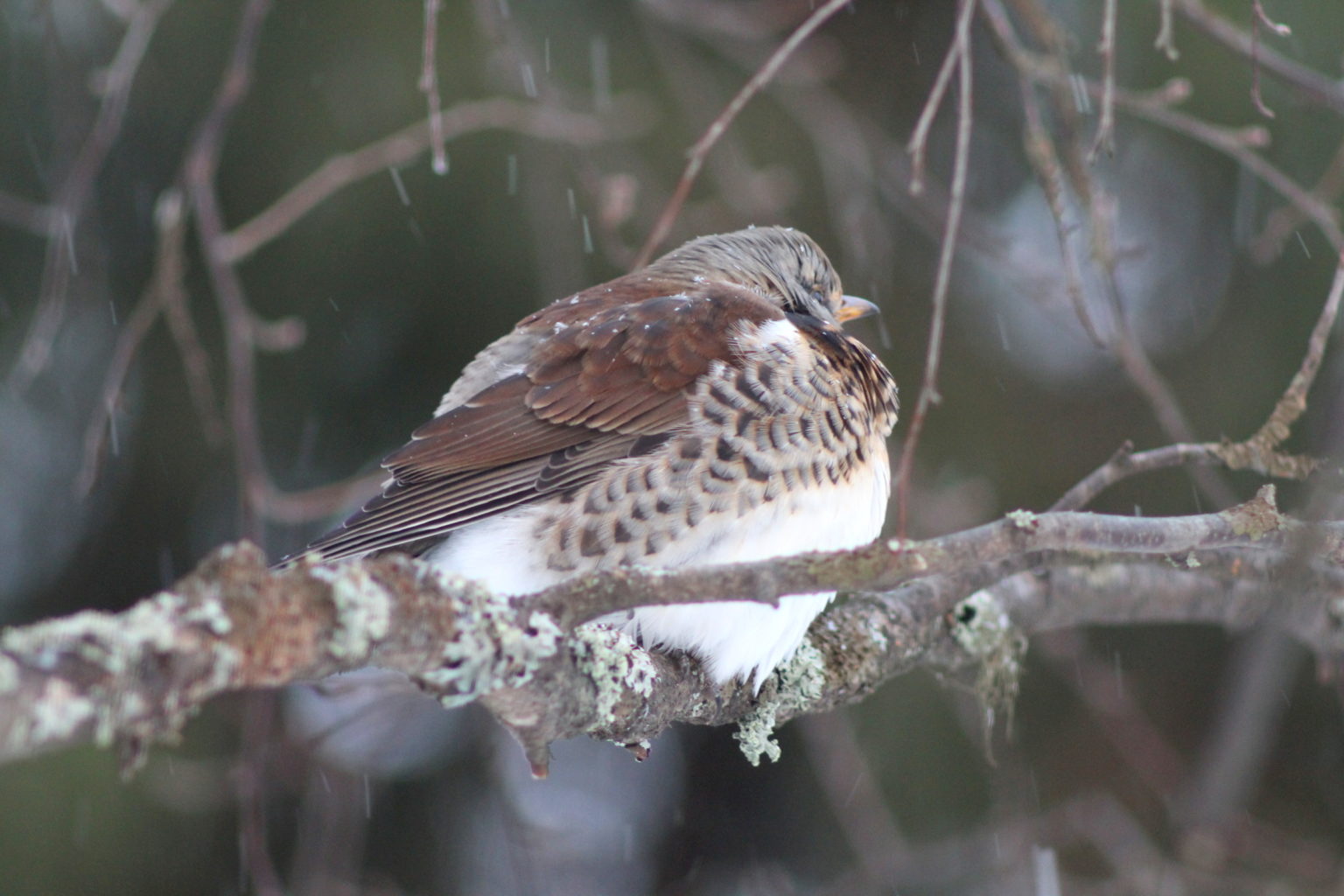 Valokuvaaja: Kaarlo Asikainen